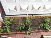 SAM_0762.webp
