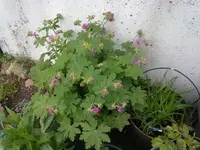 storchenschnabel.webp