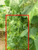 Bohnen-Tomaten.webp