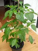 SAM_0768.webp