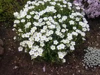090520131075.webp