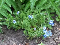 Lithodora diffusa Star.webp