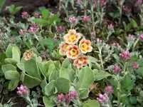 Primula prubescens in Katzenpfötchen.webp