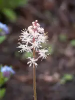 Schaumblüte.webp