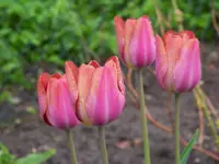 Tulipa Malaika.webp