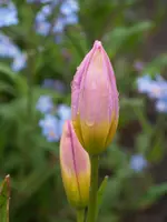 Tulpe Lilac Wonder.webp