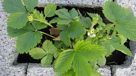 DSC06909.webp