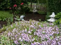 blauer Teppichphlox.webp
