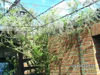 Blauregen.webp
