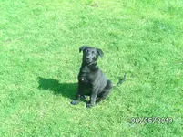 Anka.webp