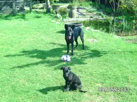 Anka (2).webp