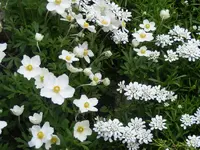 Anemone und Schleifenblume2 9.5.2013.webp