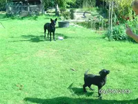 Anka (3).webp