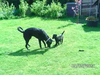Anka (4).webp