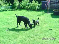 Anka (5).webp