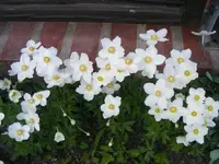 Anemone 9.5.2013.webp