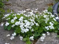 Weiße Veilchen 9.5.2013.webp