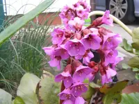 Bergenie2 9.5.2013.webp
