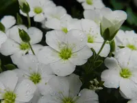 Bergsandkraut_4267.webp