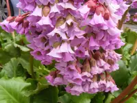 Bergenie 1 9.5.2013.webp