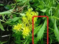 sedum immergrünchen.webp