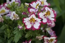 _DSC1520.webp