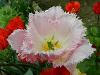 Tulpen_4031.webp