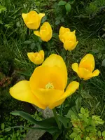 Tulpen_4041.webp