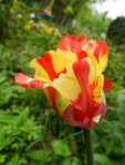 Tulpen_4092.JPG