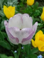 Tulpen_4096.webp
