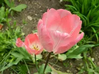 Tulpen_4103.webp