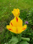 Tulpen_4110.JPG