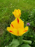 Tulpen_4110.webp