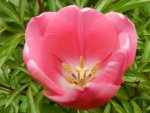 Tulpen_4159.JPG