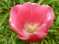 Tulpen_4159.webp