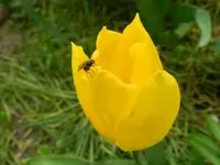 Tulpen_4175.webp