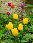 Tulpen_4177.JPG