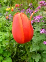 Tulpen_4247.webp