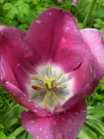 Tulpen_4320.webp