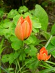 Tulpen_4287.JPG