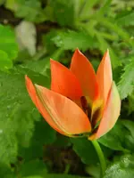 Tulpen_4284.webp