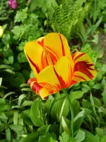 Tulpen_4250.webp