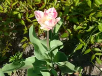 DSC00533.webp