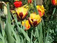 DSC00611.webp