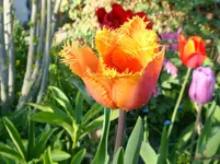 DSC00619.webp