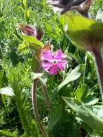 SileneVulgarisPink1.webp