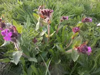 SileneDioicaPink3.webp