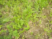 carnaval, jardin 159.webp