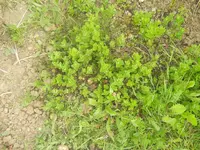 carnaval, jardin 139.webp