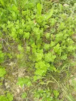 carnaval, jardin 140.webp